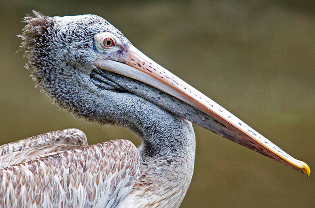 pelecanus philippensis