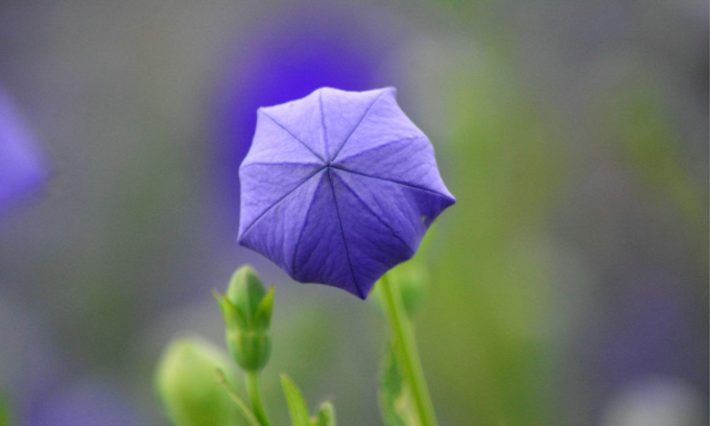 桔梗 桔梗科桔梗属植物 百度百科