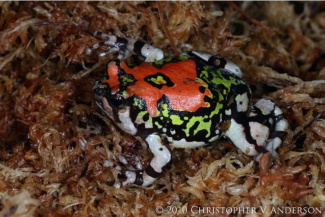 scaphiophryne gottlebei