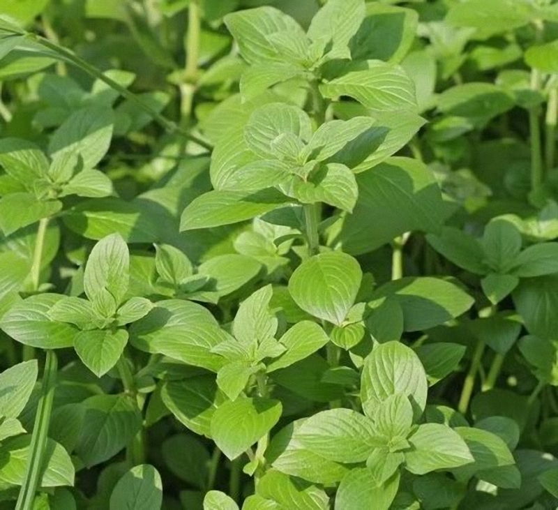 mey.)是茜草科丰花草属植物,一年生直立草本,高15-60cm. /p>