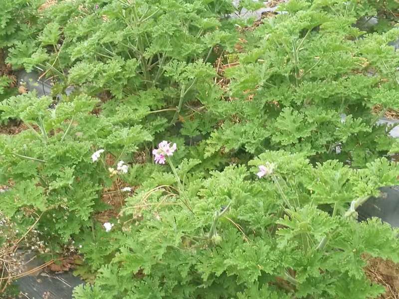 云南香叶天竺葵