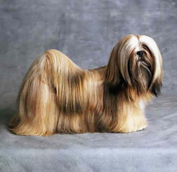 拉萨犬