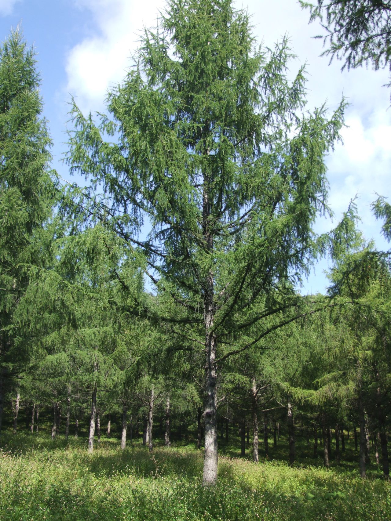  p>兴安落叶松无性系 1567是 a target="_blank" href="/item/松科