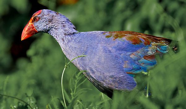  p>紫水鸡(学名: i>porphyrio porphyrio /i>)是鹤形目秧鸡科的鸟类