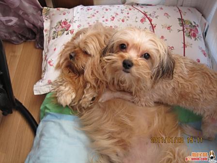 拉萨犬