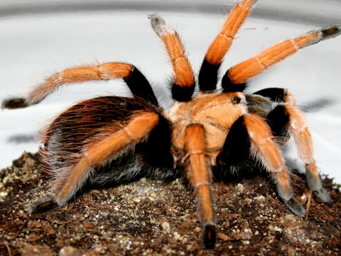 mexican bloodleg tarantula