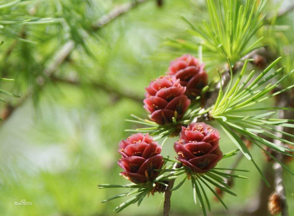  a href="#" data-lemmaid="9998750">苞鳞 /a>,不发育的短枝,种子, a