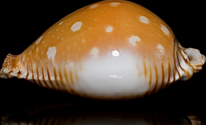 菲律宾金星宝螺