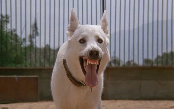  p data-id="gnbuygmgzd">《白狗》是由 a ta