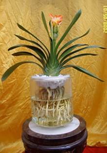 君子兰 石蒜科君子兰属植物 百度百科