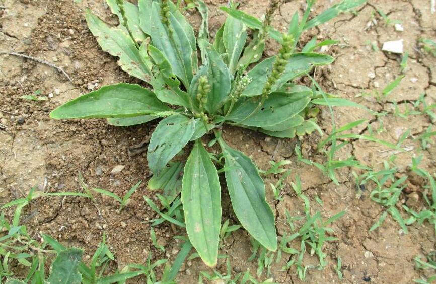  p>巨车前(学名:plantago maxima juss. ex jacq.