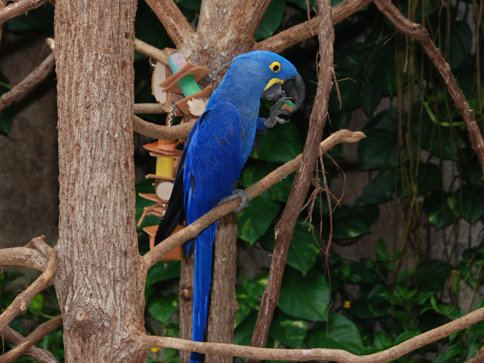  p>风信子金刚鹦鹉(学名: i>anodorhynchus hyacinthinus /i>):是鸟纲