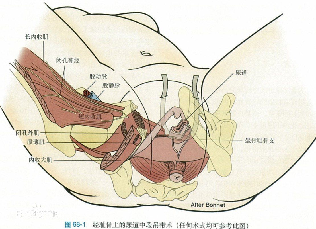  p>尿道是从 a href="#" data-lemmaid="757577">膀胱 /a>通向体外的