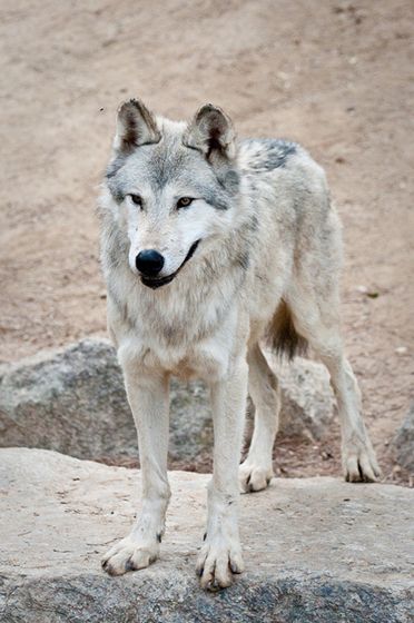 mt. mckinley timber wolf