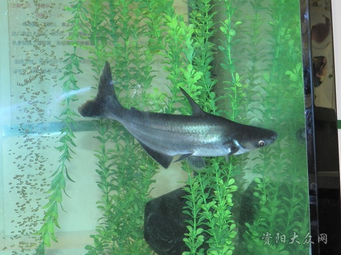  p>淡水蓝鲨,也叫斧头鲨,虎头鲨,属于 a target="_blank" href="/item