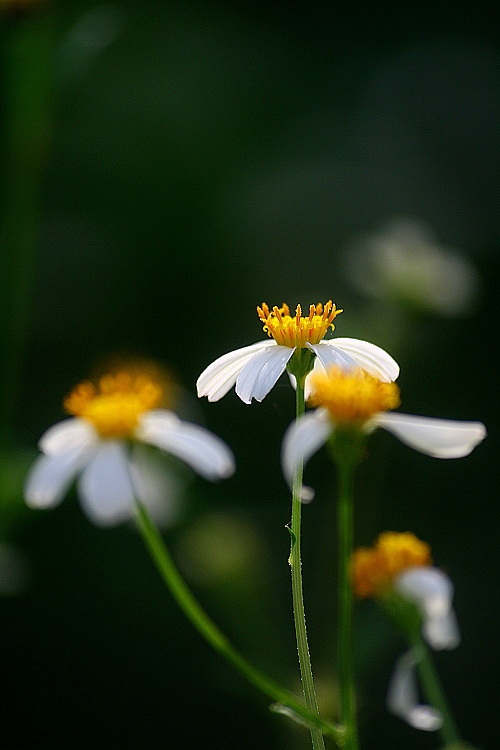 白花鬼针草 桔梗目菊科植物 百度百科
