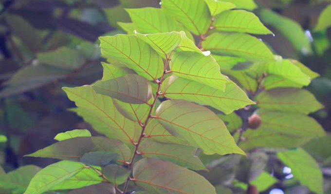  p>翻白叶树(学名: i>pterospermum heterophyllum /i> hance)是梧桐