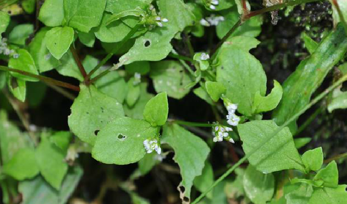  p>尼泊尔蓼,一年生草本.