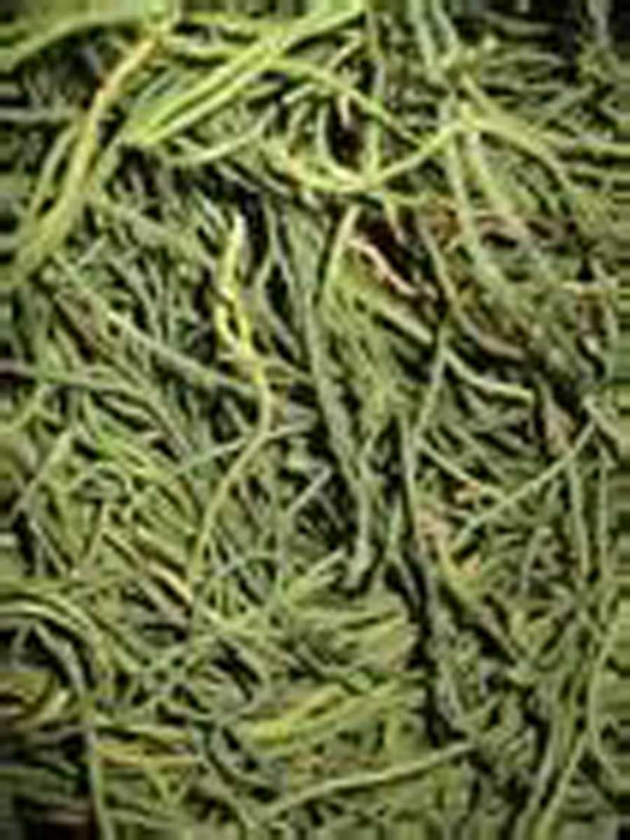 smilax nipponica miq.[s.herbacea l.var. nipponica