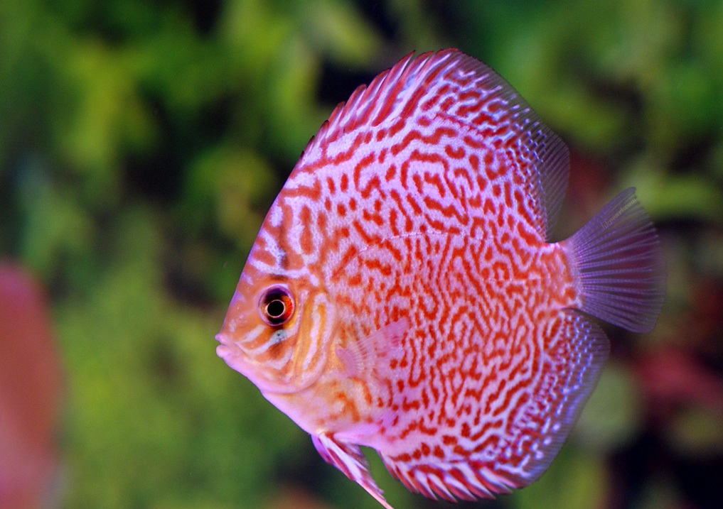 altum,利氏神仙鱼p. leopoldi和大神仙鱼p.