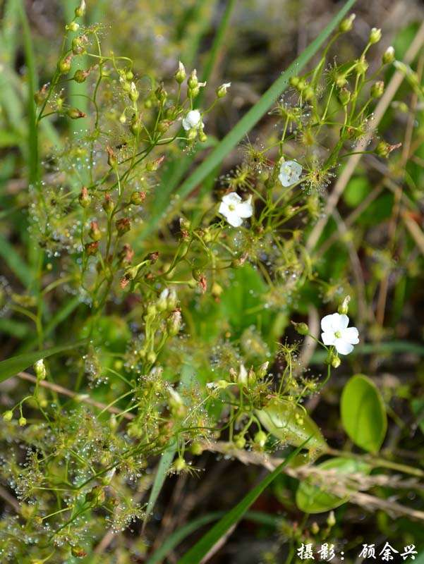  p>光萼茅膏菜(学名:drosera peltata smith var. glabrata y.z.