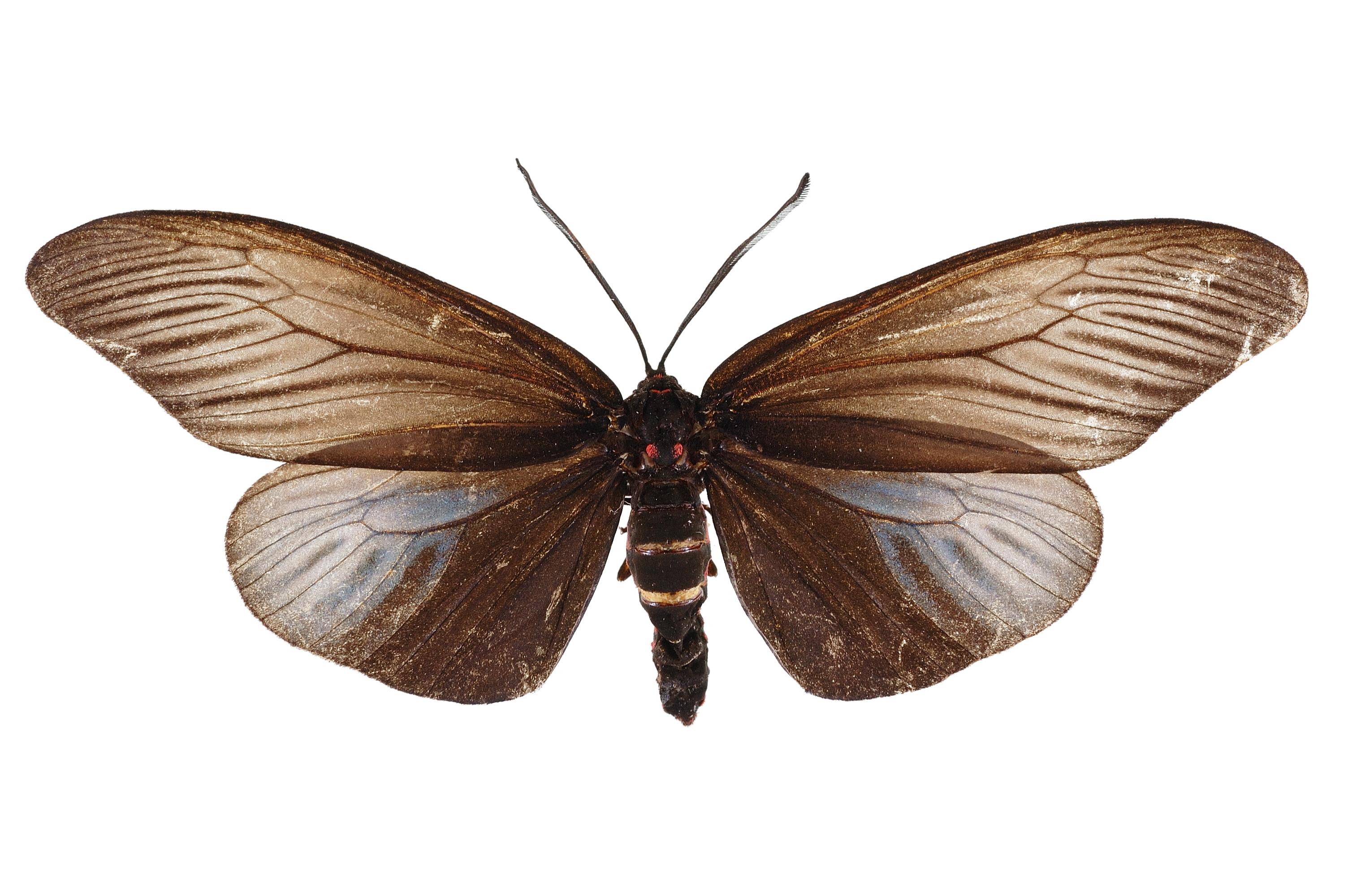  p>灯蛾科( i>arctiidae /i>)为鳞翅目大鳞翅亚目夜蛾总科的一个大科