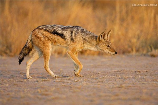  p>黑背胡狼(学名: i>canis mesomelas /i>):个头较小,长相似狗,行动