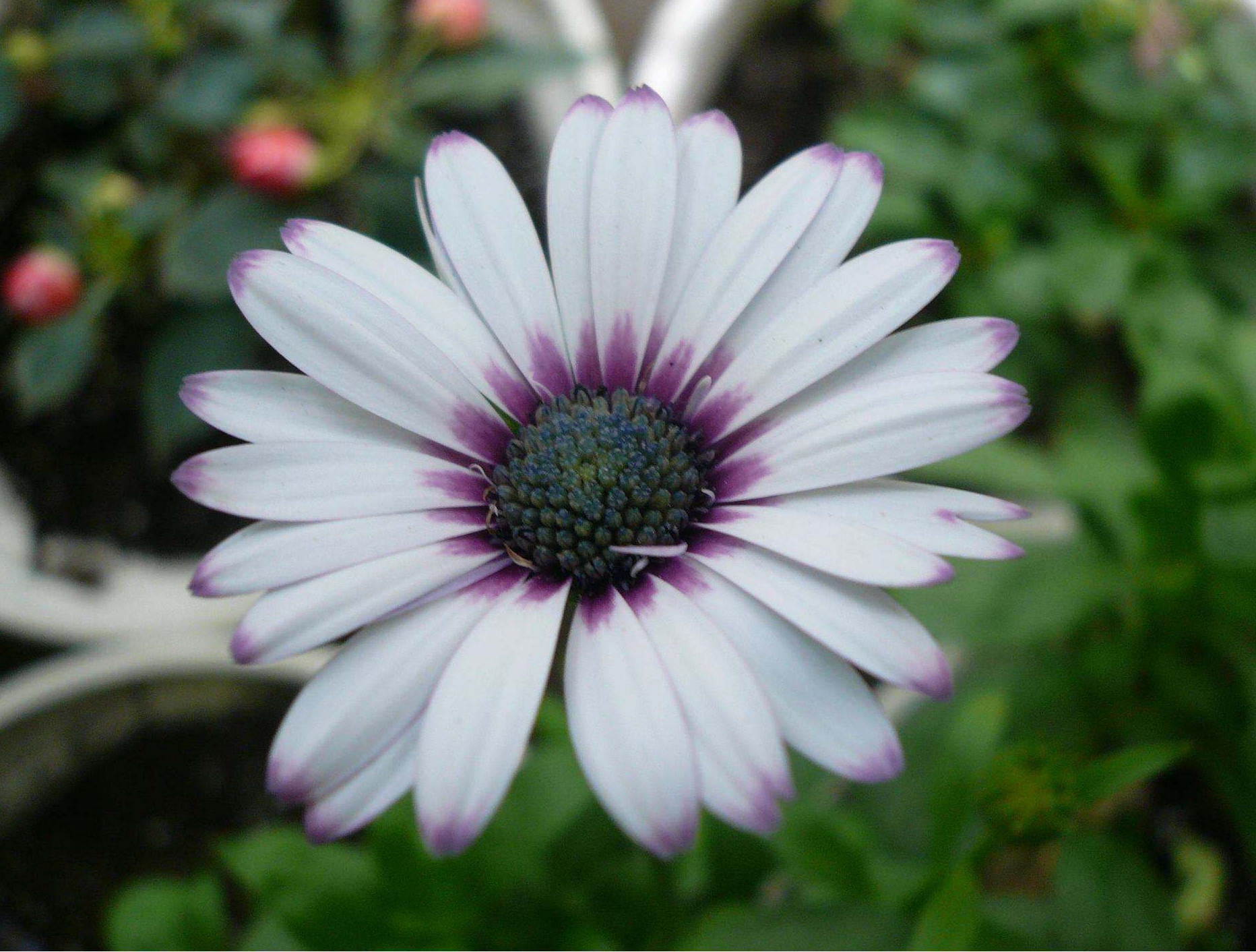  p>蓝目菊别名非洲 a href="#">雏菊 /a>,大花蓝目菊.