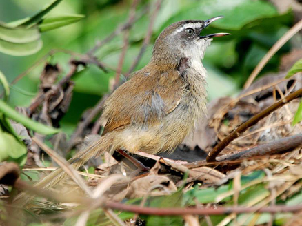 prinia superciliaris