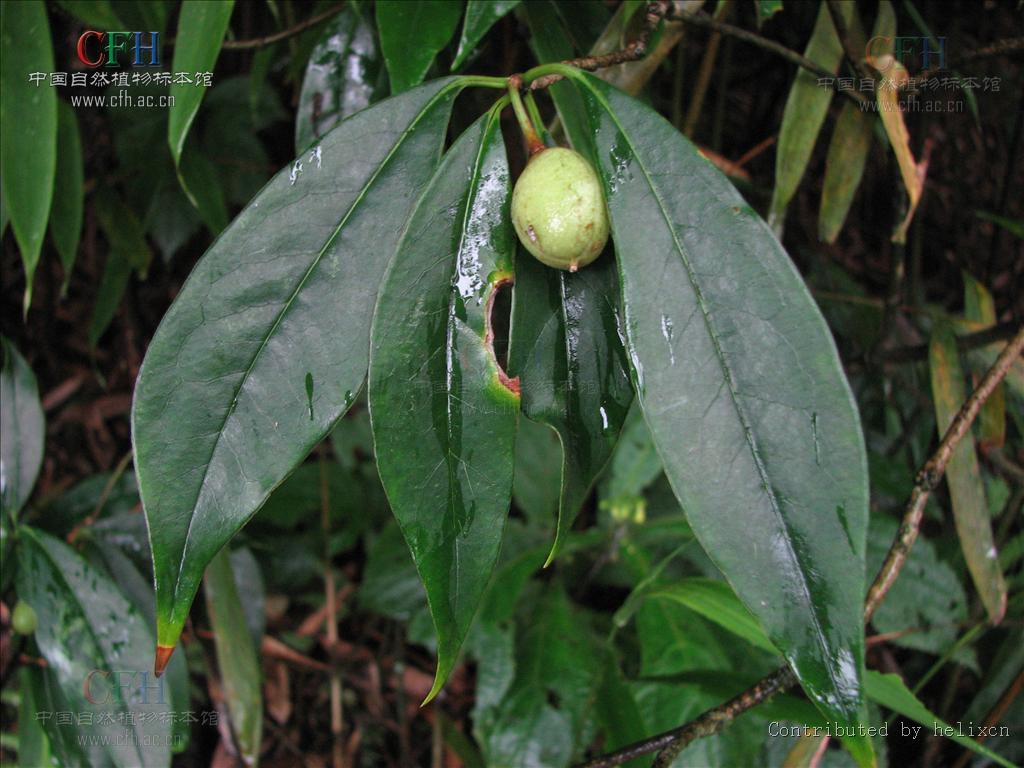 pittosporum podocarpum