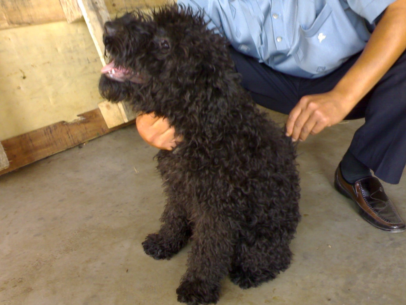  p>凯利蓝梗是原产于爱尔兰的中型犬种,以其一身典型的蓝色皮毛著称.