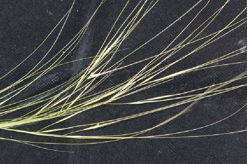  p>狼针草(学名: i>stipa baicalensis /i> roshev.
