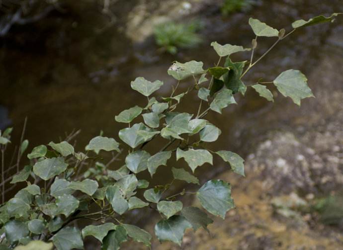  p> a href="#" data-lemmaid="10405785">马蹄果属 /a>(学名:protium