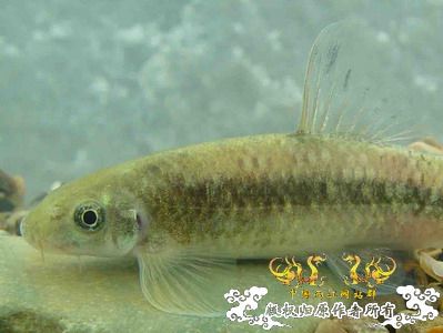  p>华缨鱼( a href="#" data-lemmaid="8074290">学名 /a>:sinocrosso