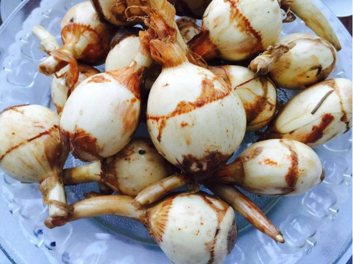 慈菇的免疫调节作用_百科TA说