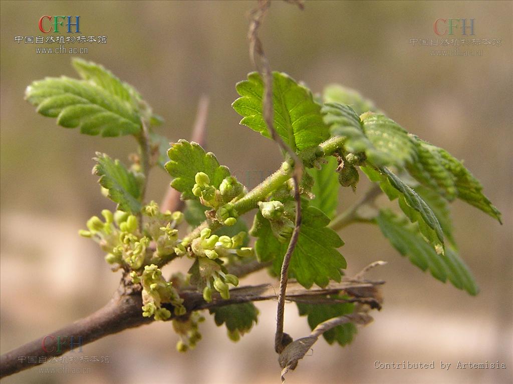 是荨麻目,榆科,刺榆属小乔木,高可达10米,树皮深灰色或褐灰色,冬芽聚