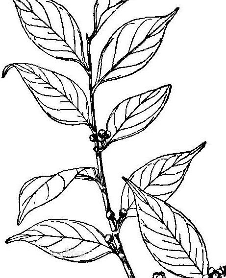 y . hu,冬青科冬青属植物.