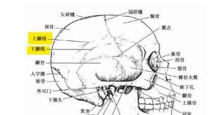 颞线_百度百科
