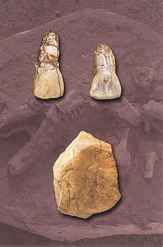  p>旧石器时代(paleolithic;距今约300万年),以使用打制石器(见 a