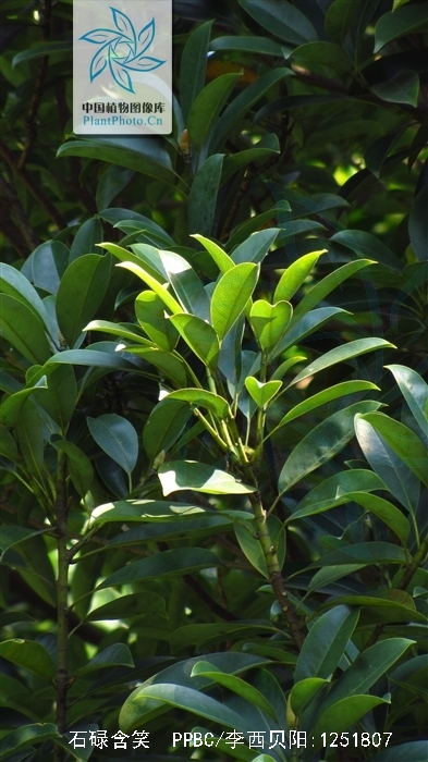  p>石碌含笑(学名: i>michelia shiluensis  /i>chun et y. f.