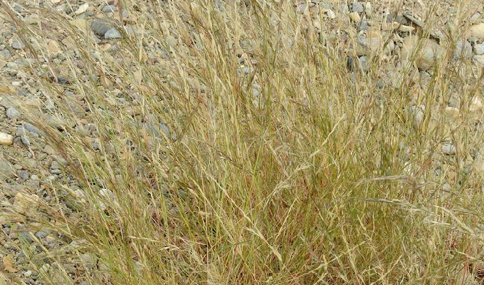  p> b>三芒草属 /b>(学名: i>aristida /i>)是禾本科下的一个属,为