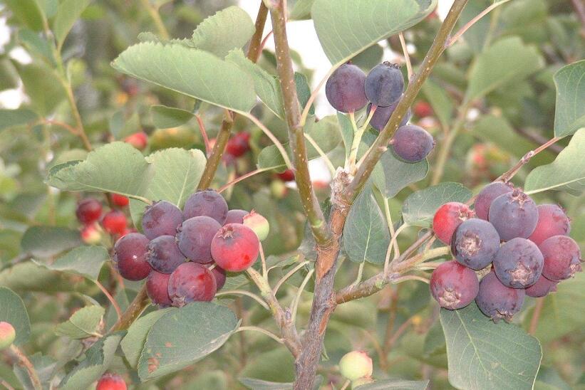  p>唐棣属,约25种,分布于 a target="_blank" href="/item/北温带">北