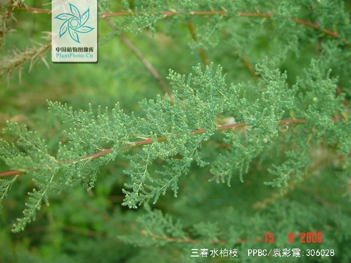 三春水柏枝