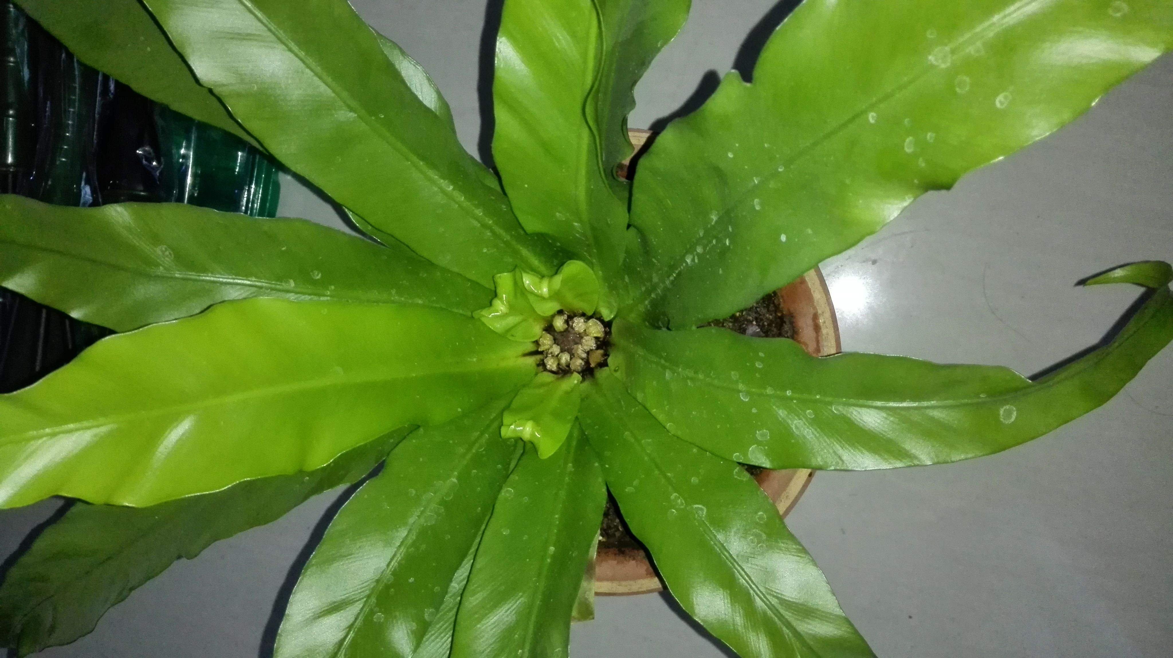  p>鸟巢蕨(拉丁学名: i>asplenium nidus /i>),又名山苏花,为铁角蕨科