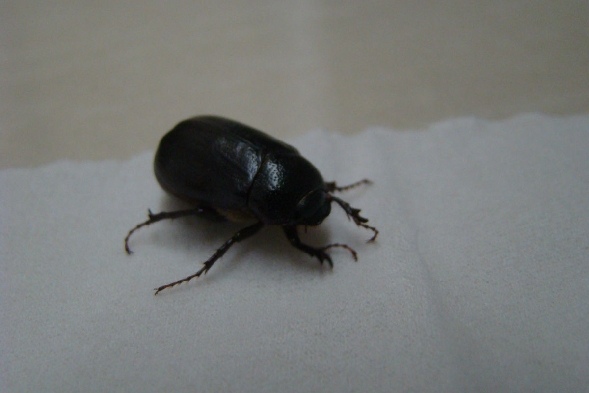  p>大黑鳃金龟 i>holotrichia oblita /i> faldermann,为 a href="#"