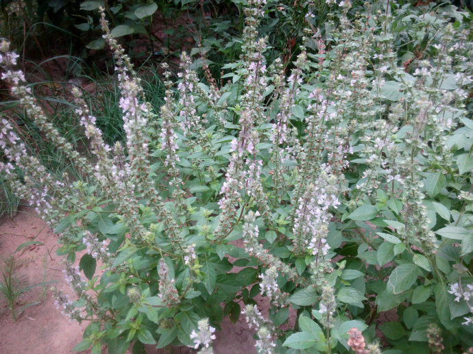  p>疏柔毛罗勒(学名: i>ocimum basilicum /i> var.