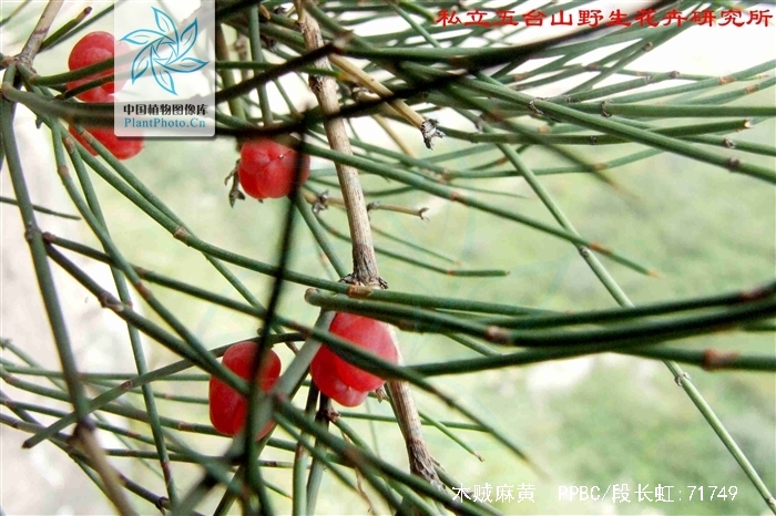 major /i> host)是麻黄科,麻黄属直立小灌木,高达可达1米,木质茎粗长