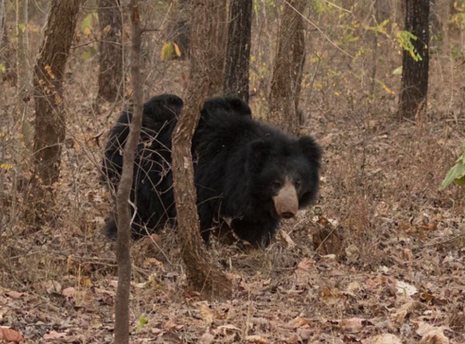  p>懒熊(学名: i>melursus ursinus /i>):属于熊科, a target="_blank