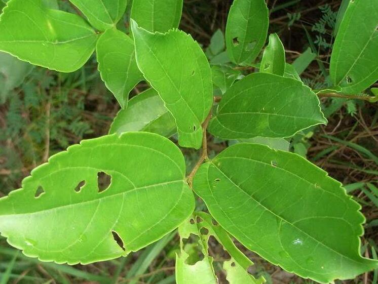  p>樟叶槿(hibiscus grewiifolius hassk)为锦葵科木槿属植物.