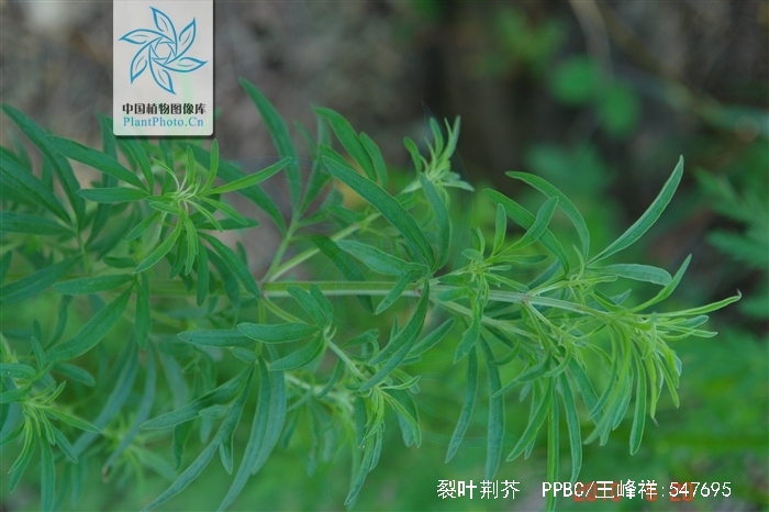 briq.)是唇形科,裂叶荆芥属植物.